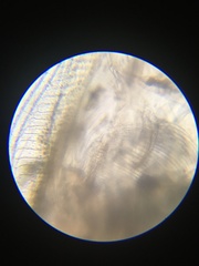 Simocephalus serrulatus