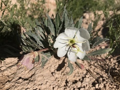 Oenothera albicaulis