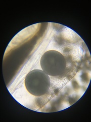 Simocephalus serrulatus