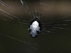 Cyclosa argenteoalba