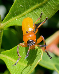 Macrolenes dentipes