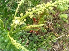Angiospermae