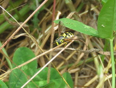 Chrysotoxum intermedium
