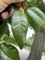 Callirhytis bipapillata