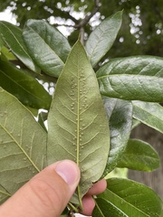 Callirhytis bipapillata