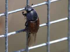 Colobopterus erraticus