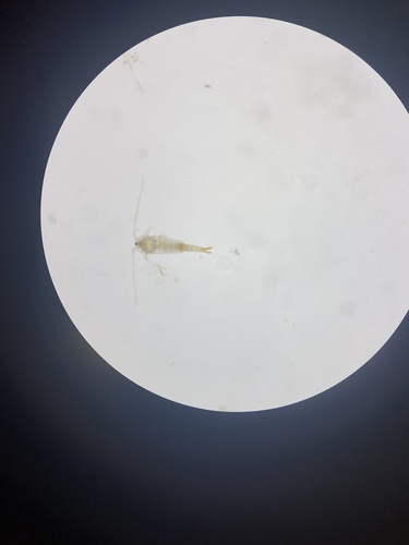 Tortanus discaudatus