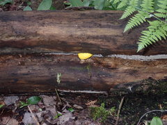 Fuligo septica septica