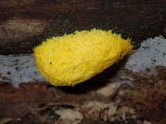 Fuligo septica septica