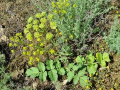Pastinaca clausii