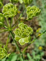 Pastinaca clausii