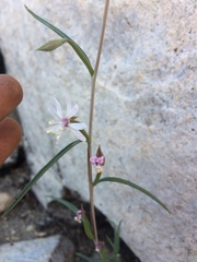 Clarkia xantiana parviflora