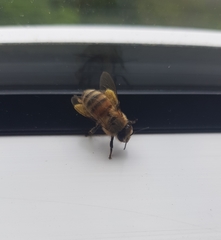 Apis mellifera