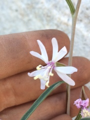 Clarkia xantiana parviflora