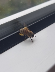 Apis mellifera