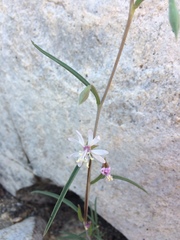 Clarkia xantiana parviflora