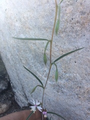 Clarkia xantiana parviflora