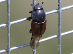 Colobopterus erraticus