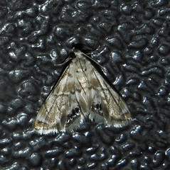 Eoparargyractis plevie