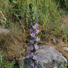 Campanula macrostachya