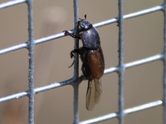 Colobopterus erraticus