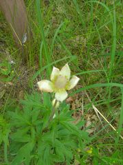 Anemone cylindrica