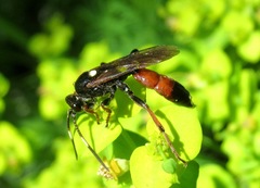 Ichneumon gracilentus