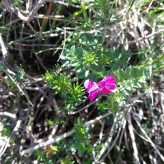 Vicia pyrenaica