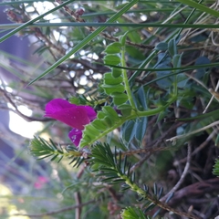 Vicia pyrenaica