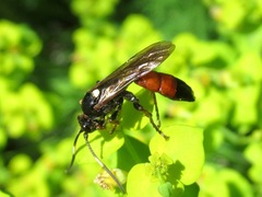 Ichneumon gracilentus