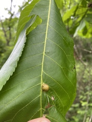 Phylloxera caryaeglobuli