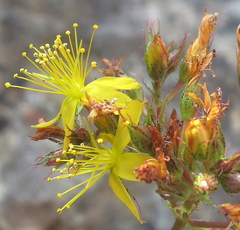 Hypericum caprifolium