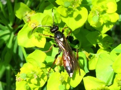 Ichneumon gracilentus