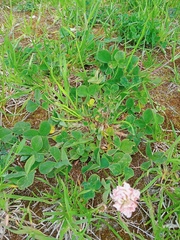 Trifolium hybridum