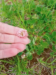 Trifolium hybridum