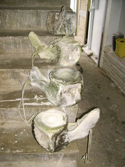 Kogia