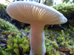 Russula purpureotincta