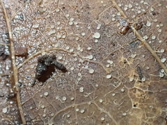 Fuscolachnum misellum