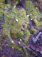 Russula purpureotincta