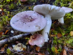 Russula purpureotincta