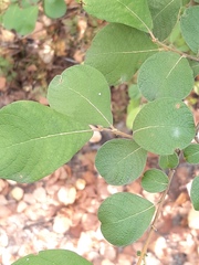 Salix × multinervis