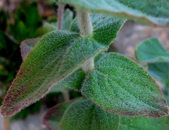 Hypericum caprifolium