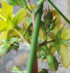 Hypericum caprifolium
