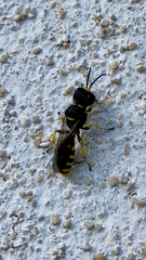 Ectemnius cephalotes
