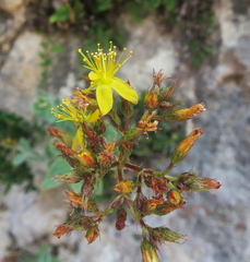 Hypericum caprifolium