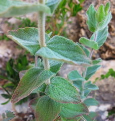 Hypericum caprifolium