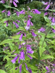 Penstemon smallii