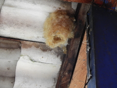 Panyptila cayennensis