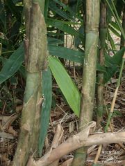 Melocanna baccifera