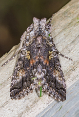 Syngrapha octoscripta